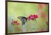 Pipevine Swallowtail Butterfly Male on Red Pentas, Marion County, Il-Richard and Susan Day-Framed Photographic Print