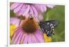 Pipevine Swallowtail Butterfly on Purple Coneflower Marion Co., Il-Richard ans Susan Day-Framed Photographic Print