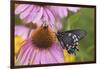 Pipevine Swallowtail Butterfly on Purple Coneflower Marion Co., Il-Richard ans Susan Day-Framed Photographic Print