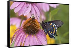 Pipevine Swallowtail Butterfly on Purple Coneflower Marion Co., Il-Richard ans Susan Day-Framed Stretched Canvas