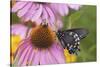 Pipevine Swallowtail Butterfly on Purple Coneflower Marion Co., Il-Richard ans Susan Day-Stretched Canvas