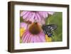 Pipevine Swallowtail Butterfly on Purple Coneflower Marion Co., Il-Richard ans Susan Day-Framed Premium Photographic Print