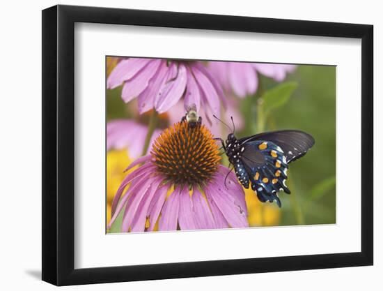 Pipevine Swallowtail Butterfly on Purple Coneflower Marion Co., Il-Richard ans Susan Day-Framed Premium Photographic Print