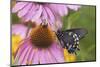 Pipevine Swallowtail Butterfly on Purple Coneflower Marion Co., Il-Richard ans Susan Day-Mounted Premium Photographic Print