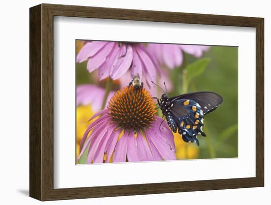 Pipevine Swallowtail Butterfly on Purple Coneflower Marion Co., Il-Richard ans Susan Day-Framed Photographic Print