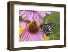 Pipevine Swallowtail Butterfly on Purple Coneflower Marion Co., Il-Richard ans Susan Day-Framed Photographic Print