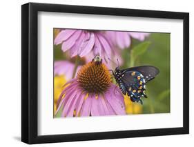 Pipevine Swallowtail Butterfly on Purple Coneflower Marion Co., Il-Richard ans Susan Day-Framed Photographic Print