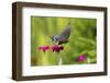 Pipevine Swallowtail Flying from Rose Campion, Marion, Illinois, Usa-Richard ans Susan Day-Framed Photographic Print