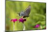 Pipevine Swallowtail Flying from Rose Campion, Marion, Illinois, Usa-Richard ans Susan Day-Mounted Photographic Print