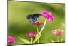 Pipevine swallowtail flying-Richard and Susan Day-Mounted Photographic Print