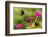 Pipevine swallowtail male flying around female zinnia.-Richard and Susan Day-Framed Photographic Print