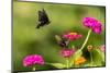 Pipevine swallowtail male flying around female zinnia.-Richard and Susan Day-Mounted Photographic Print