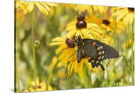 Pipevine swallowtail on Black-eyed Susan, Marion County, Illinois.-Richard & Susan Day-Stretched Canvas