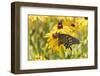 Pipevine swallowtail on Black-eyed Susan, Marion County, Illinois.-Richard & Susan Day-Framed Photographic Print