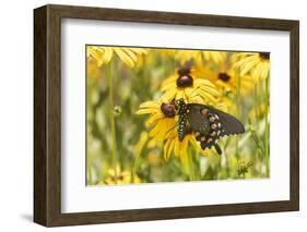 Pipevine swallowtail on Black-eyed Susan, Marion County, Illinois.-Richard & Susan Day-Framed Photographic Print