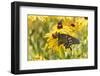 Pipevine swallowtail on Black-eyed Susan, Marion County, Illinois.-Richard & Susan Day-Framed Photographic Print