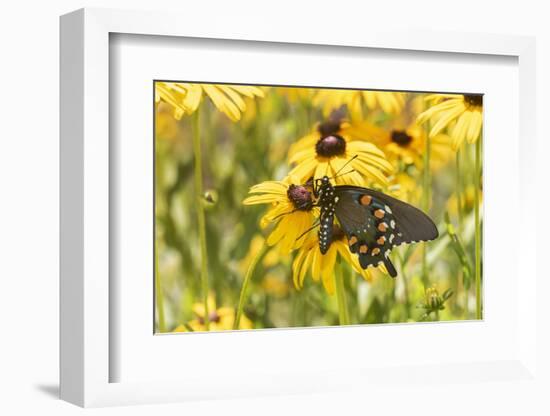 Pipevine swallowtail on Black-eyed Susan, Marion County, Illinois.-Richard & Susan Day-Framed Photographic Print