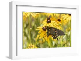 Pipevine swallowtail on Black-eyed Susan, Marion County, Illinois.-Richard & Susan Day-Framed Photographic Print