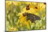 Pipevine swallowtail on Black-eyed Susan, Marion County, Illinois.-Richard & Susan Day-Mounted Photographic Print