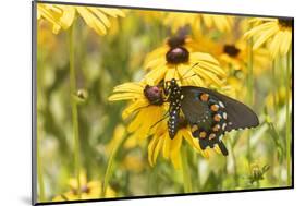 Pipevine swallowtail on Black-eyed Susan, Marion County, Illinois.-Richard & Susan Day-Mounted Photographic Print