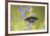 Pipevine Swallowtail on Blue Ensign Salvia, Illinois-Richard & Susan Day-Framed Premium Photographic Print