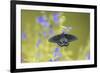 Pipevine Swallowtail on Blue Ensign Salvia, Illinois-Richard & Susan Day-Framed Premium Photographic Print
