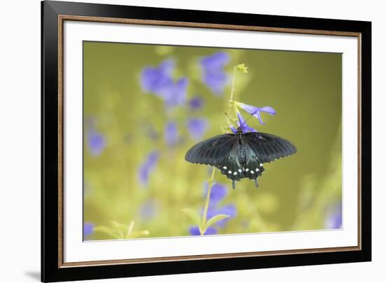 Pipevine Swallowtail on Blue Ensign Salvia, Illinois-Richard & Susan Day-Framed Premium Photographic Print