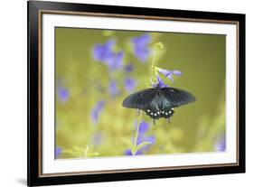 Pipevine Swallowtail on Blue Ensign Salvia, Illinois-Richard & Susan Day-Framed Premium Photographic Print