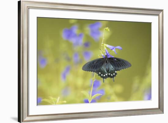 Pipevine Swallowtail on Blue Ensign Salvia, Illinois-Richard & Susan Day-Framed Premium Photographic Print