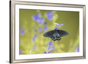 Pipevine Swallowtail on Blue Ensign Salvia, Illinois-Richard & Susan Day-Framed Premium Photographic Print