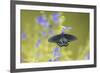 Pipevine Swallowtail on Blue Ensign Salvia, Illinois-Richard & Susan Day-Framed Premium Photographic Print