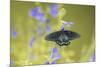 Pipevine Swallowtail on Blue Ensign Salvia, Illinois-Richard & Susan Day-Mounted Premium Photographic Print