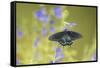 Pipevine Swallowtail on Blue Ensign Salvia, Illinois-Richard & Susan Day-Framed Stretched Canvas