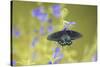 Pipevine Swallowtail on Blue Ensign Salvia, Illinois-Richard & Susan Day-Stretched Canvas