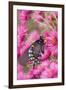 Pipevine Swallowtail on New England Aster, Marion Co. Il-Richard ans Susan Day-Framed Photographic Print