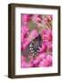 Pipevine Swallowtail on New England Aster, Marion Co. Il-Richard ans Susan Day-Framed Photographic Print