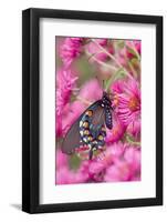 Pipevine Swallowtail on New England Aster, Marion Co. Il-Richard ans Susan Day-Framed Photographic Print