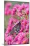 Pipevine Swallowtail on New England Aster, Marion, Illinois, Usa-Richard ans Susan Day-Mounted Photographic Print