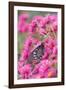 Pipevine Swallowtail on New England Aster, Marion, Illinois, Usa-Richard ans Susan Day-Framed Photographic Print