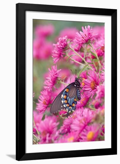 Pipevine Swallowtail on New England Aster, Marion, Illinois, Usa-Richard ans Susan Day-Framed Photographic Print