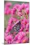 Pipevine Swallowtail on New England Aster, Marion, Illinois, Usa-Richard ans Susan Day-Mounted Photographic Print