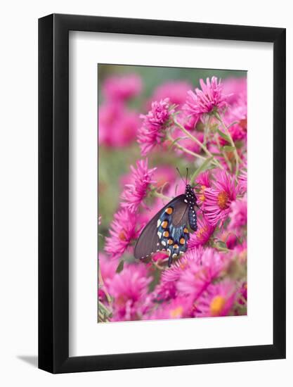 Pipevine Swallowtail on New England Aster, Marion, Illinois, Usa-Richard ans Susan Day-Framed Photographic Print