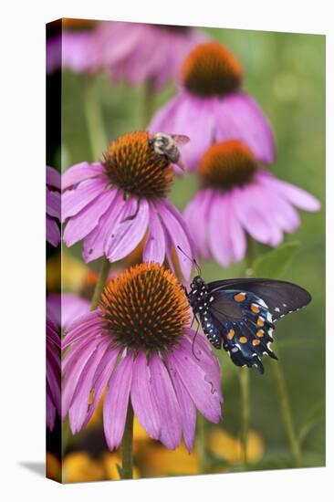 Pipevine Swallowtail on Purple Coneflower, Marion, Illinois, Usa-Richard ans Susan Day-Stretched Canvas