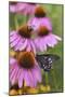 Pipevine Swallowtail on Purple Coneflower, Marion, Illinois, Usa-Richard ans Susan Day-Mounted Photographic Print