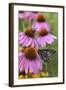 Pipevine Swallowtail on Purple Coneflower, Marion, Illinois, Usa-Richard ans Susan Day-Framed Photographic Print
