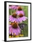 Pipevine Swallowtail on Purple Coneflower, Marion, Illinois, Usa-Richard ans Susan Day-Framed Photographic Print