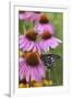 Pipevine Swallowtail on Purple Coneflower, Marion, Illinois, Usa-Richard ans Susan Day-Framed Photographic Print