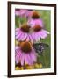 Pipevine Swallowtail on Purple Coneflower, Marion, Illinois, Usa-Richard ans Susan Day-Framed Photographic Print