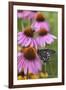 Pipevine Swallowtail on Purple Coneflower, Marion, Illinois, Usa-Richard ans Susan Day-Framed Photographic Print