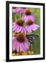 Pipevine Swallowtail on Purple Coneflower, Marion, Illinois, Usa-Richard ans Susan Day-Framed Photographic Print